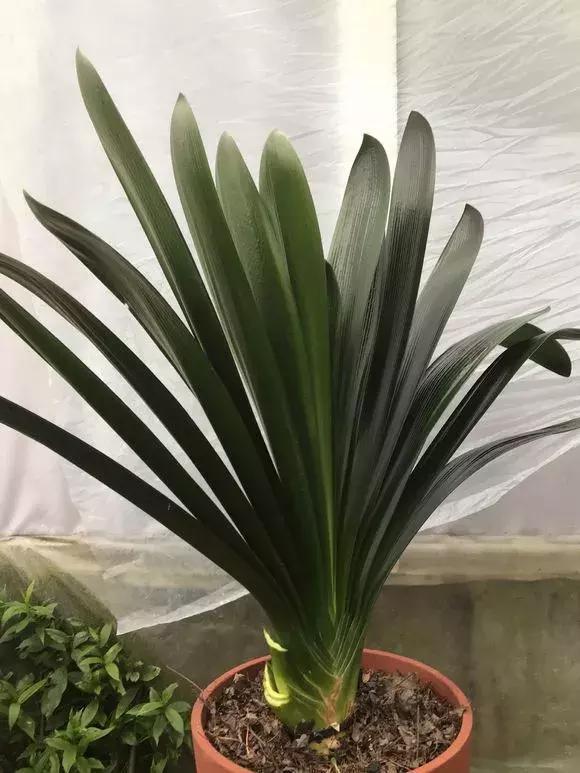 蓝矢车菊的种植方法：打造梦幻蓝色花海