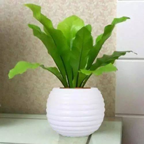苹果种子盆栽图片：开启家庭园艺的新篇章