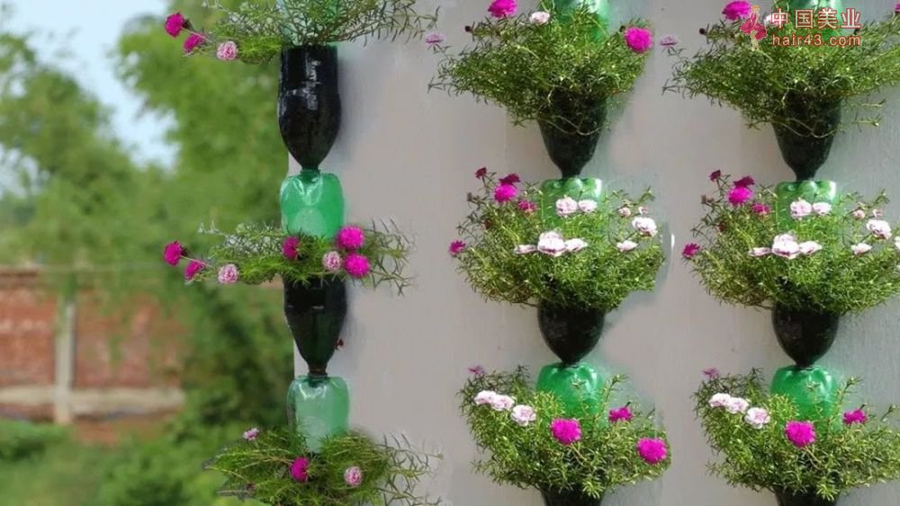 橘子盆栽浇水：掌握正确方法，让盆栽茁壮成长