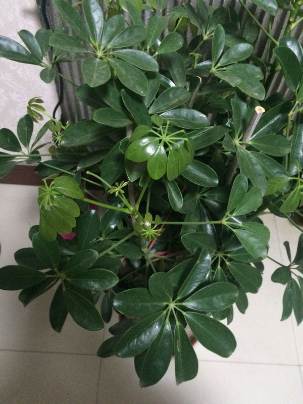 樱桃怎样盆栽视频：掌握技巧，轻松在家种植