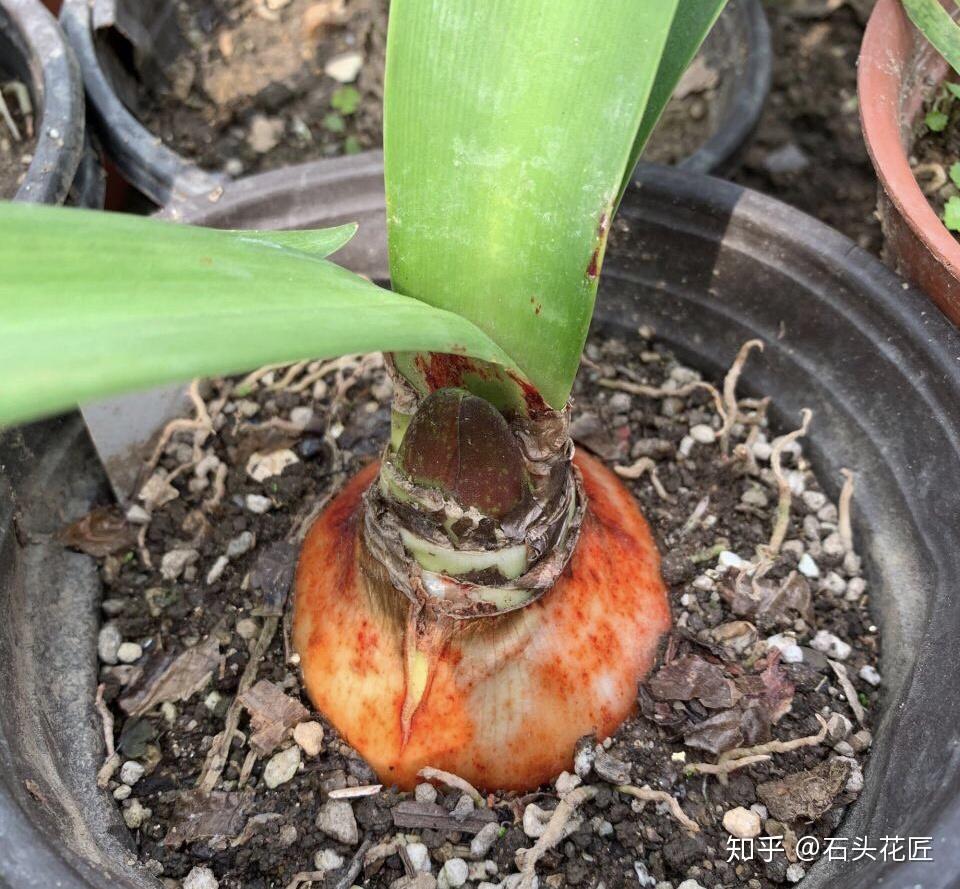 盆栽竹节：打造家居绿意，品味生活雅致
