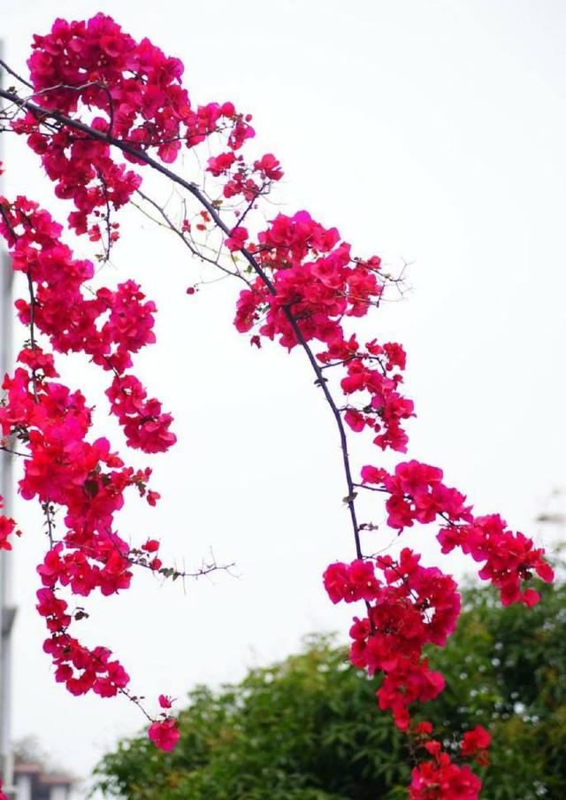 育肥鸭方法：高效养殖技巧揭秘
