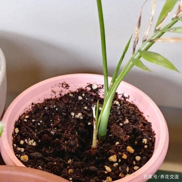 蕙兰种植方法：培育花香四溢的绿植之美