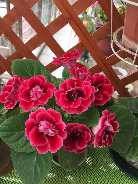 大豆盆栽怎么种：家庭种植指南