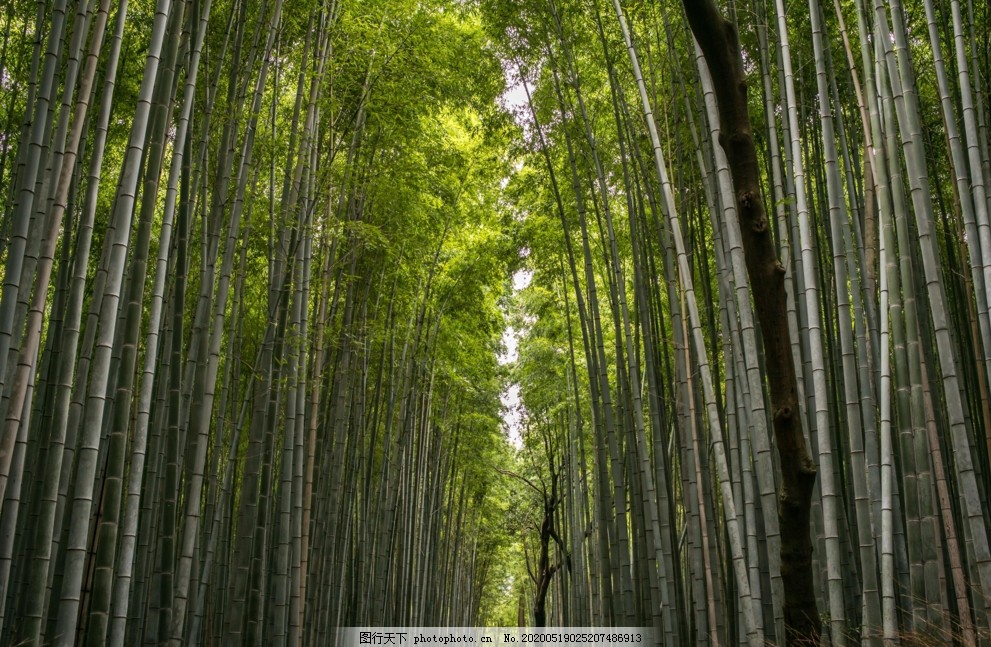 种桂圆小盆栽：家居绿植新选择