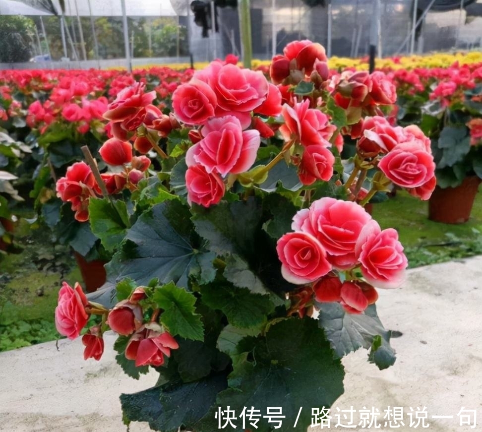 扶桑硬枝扦插：掌握技巧，繁育美丽