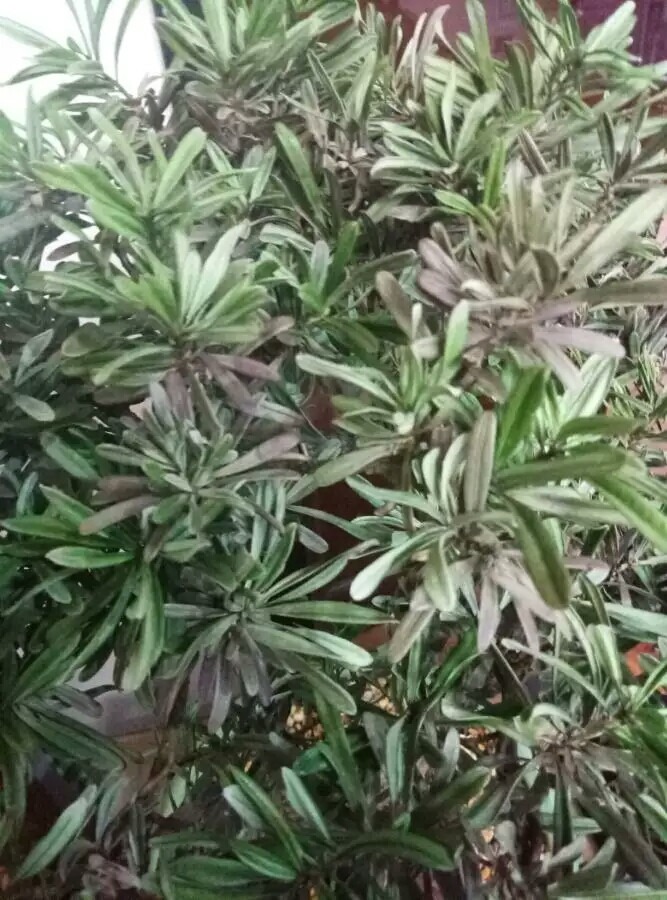 椰子苗种植方法：打造热带风情家园