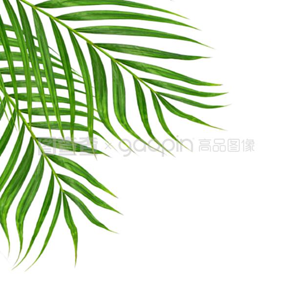 盆栽阳台草莓：打造私家小果园的秘诀