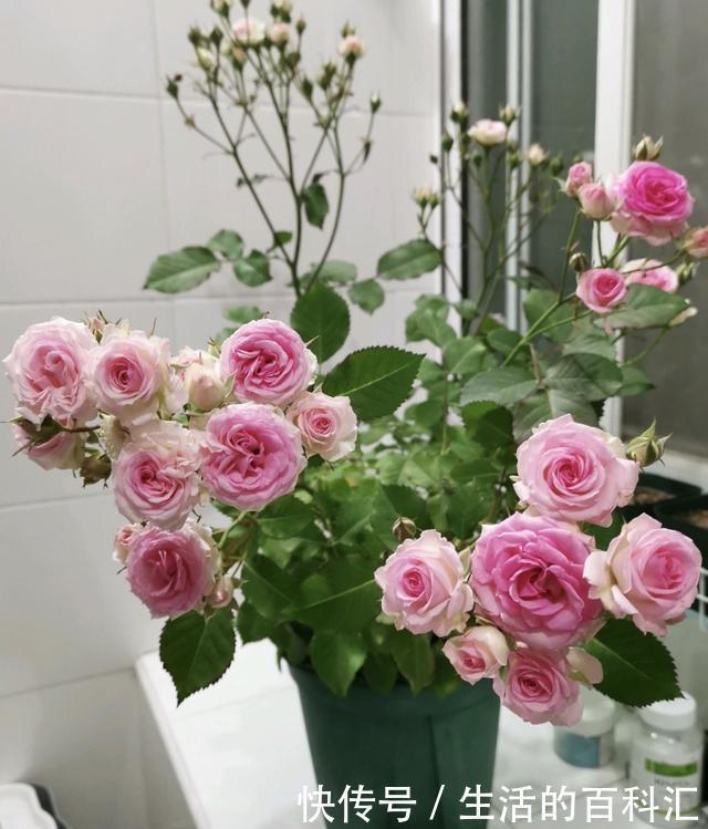 菠萝盆栽要怎么种？专家园丁教你详细种植步骤