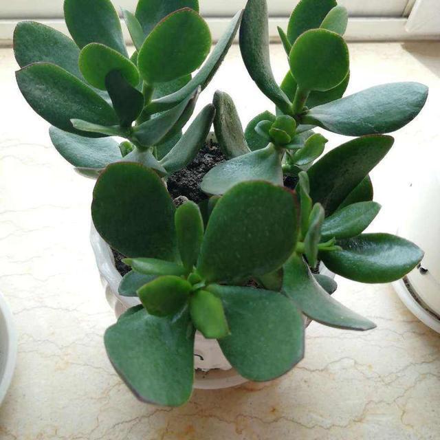 唐菖蒲盆栽养殖方法