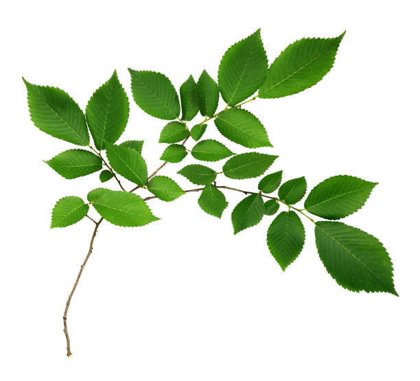 如何扦插万年青 - 植物养殖园丁指南