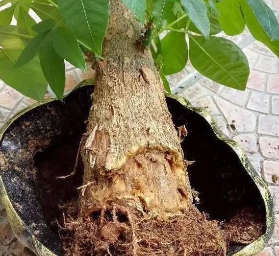 朱顶红的种植方法：掌握技巧，绽放艳丽花朵