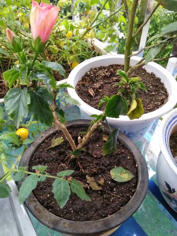 盆栽草莓能活多久？揭秘盆栽草莓的寿命与养护秘诀