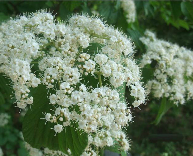常见盆栽植物图片：点亮家居温馨的绿色点缀