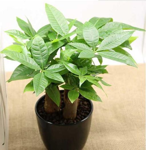 火龙果盆栽怎么养：专家园丁的种植指南