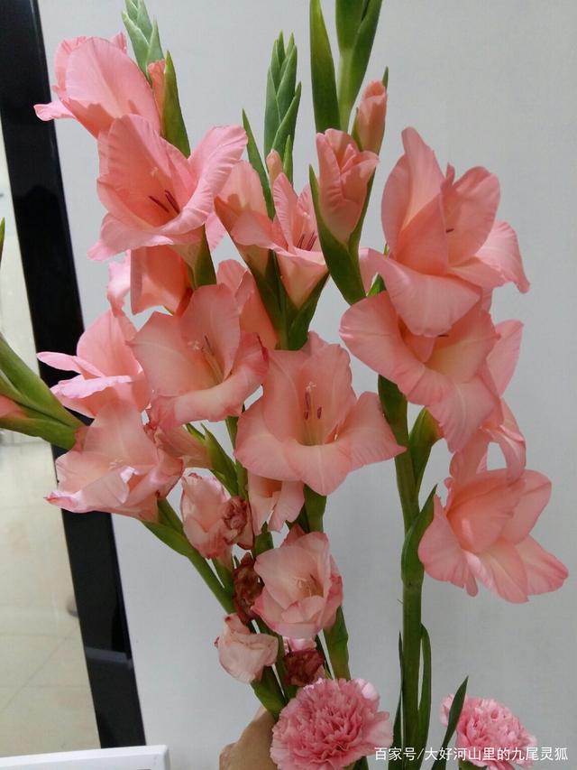 北方盆栽越冬肥：让植物安全过冬的秘诀