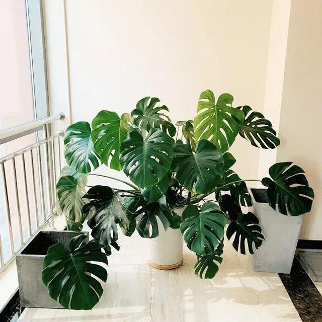 母猪的饲养方法：科学管理提高繁殖效率