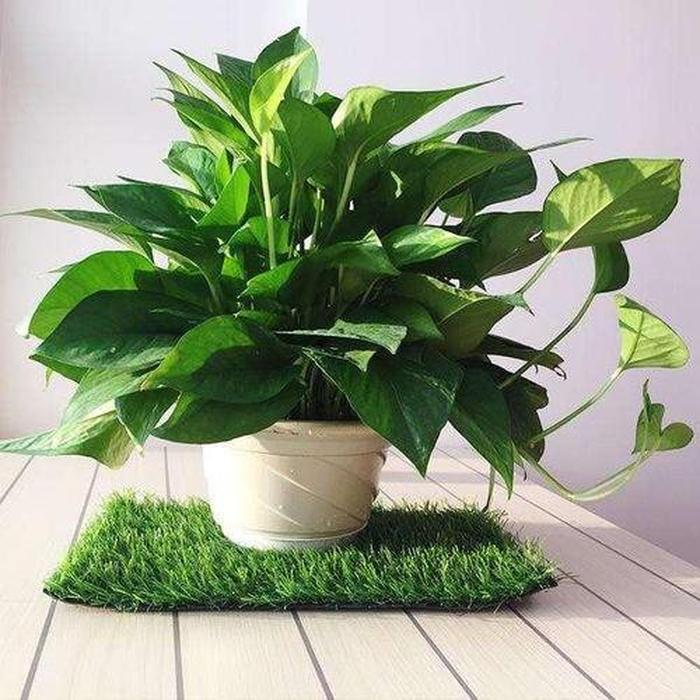 胡芦的种植方法：掌握关键步骤，收获丰硕果实