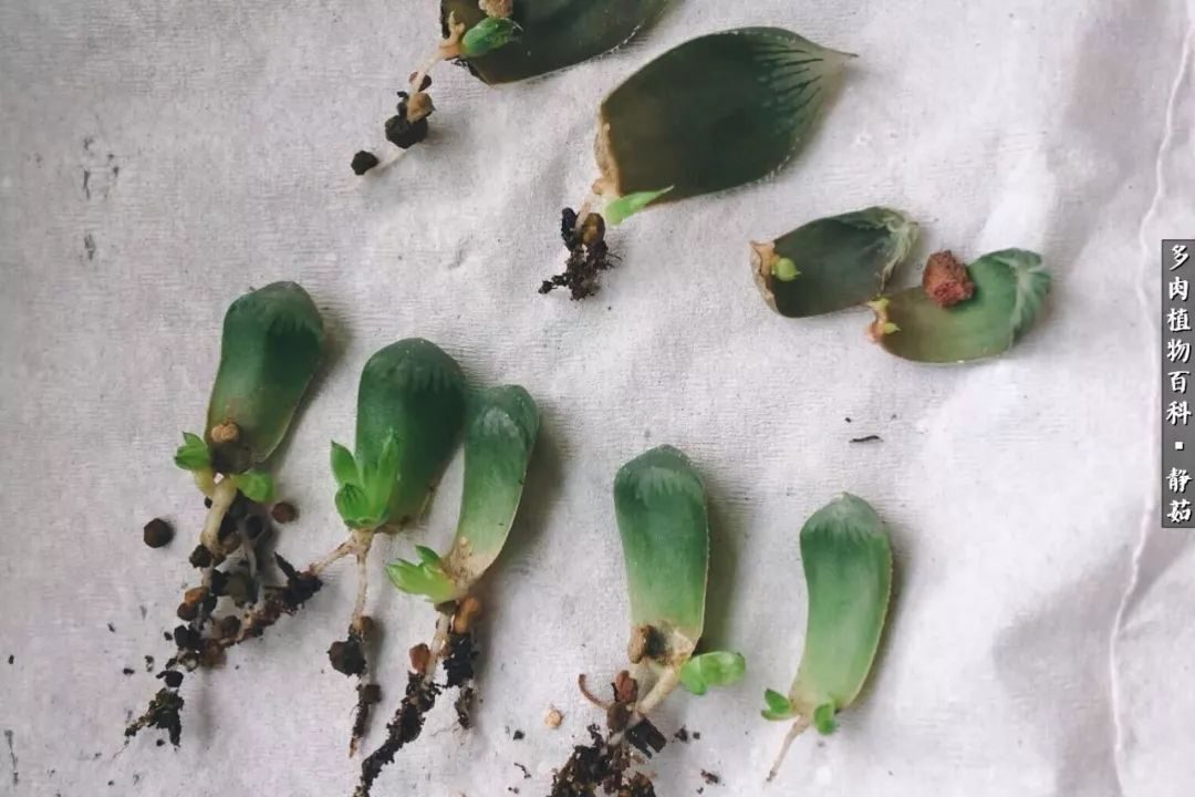 红萝卜怎么种植方法：掌握关键步骤，收获鲜美红萝卜