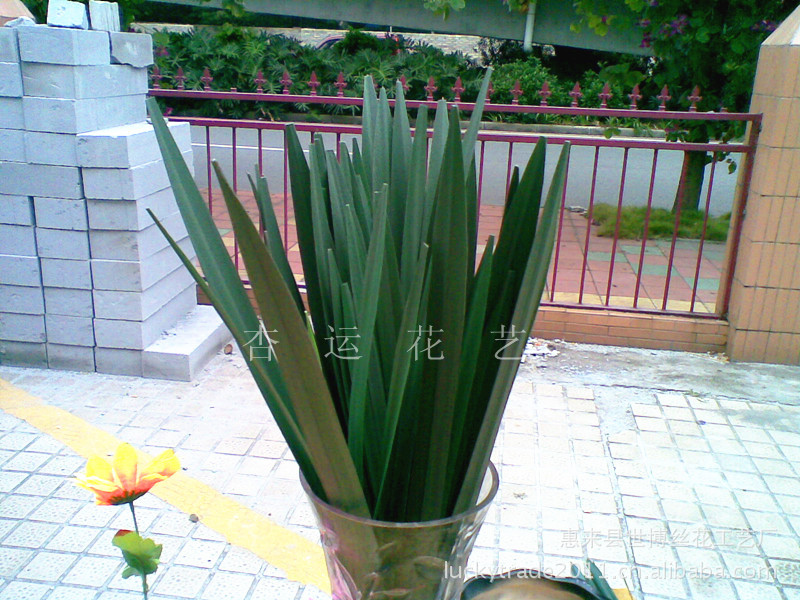 锦带花怎么扦插？专业园丁教你高效繁殖技巧
