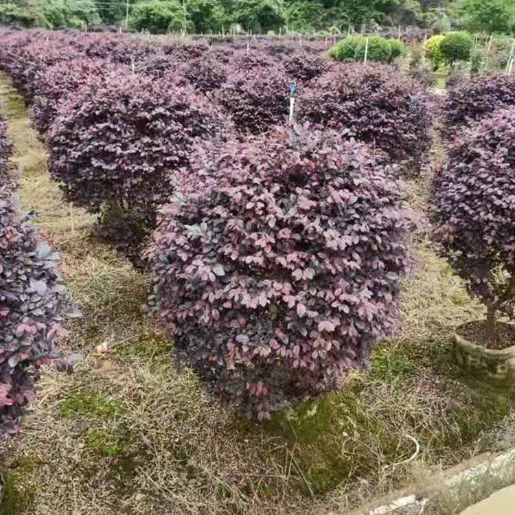 鸭脚木扦插上盆：繁殖新植株的详细指南