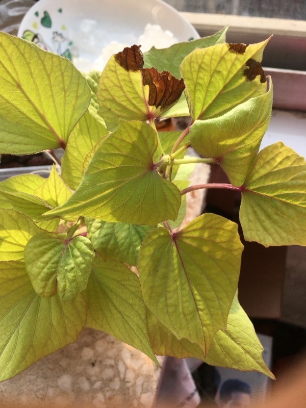 艾草种子的种植方法