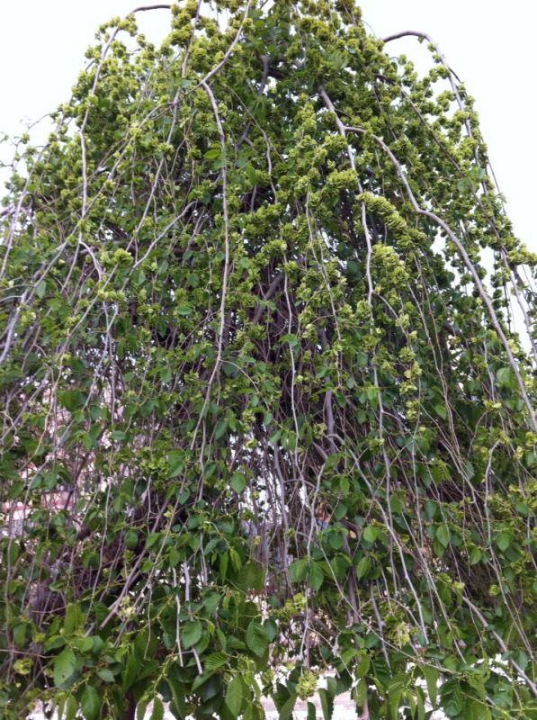 丁香花能盆栽吗？——打造家中浪漫气息的小秘诀
