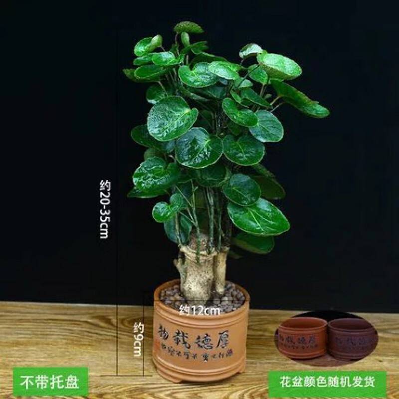 柠檬的扦插视频：掌握正确方法，轻松繁殖柠檬树