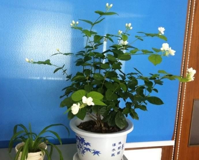 如何扦插吊兰 - 植物养殖园丁专业指南