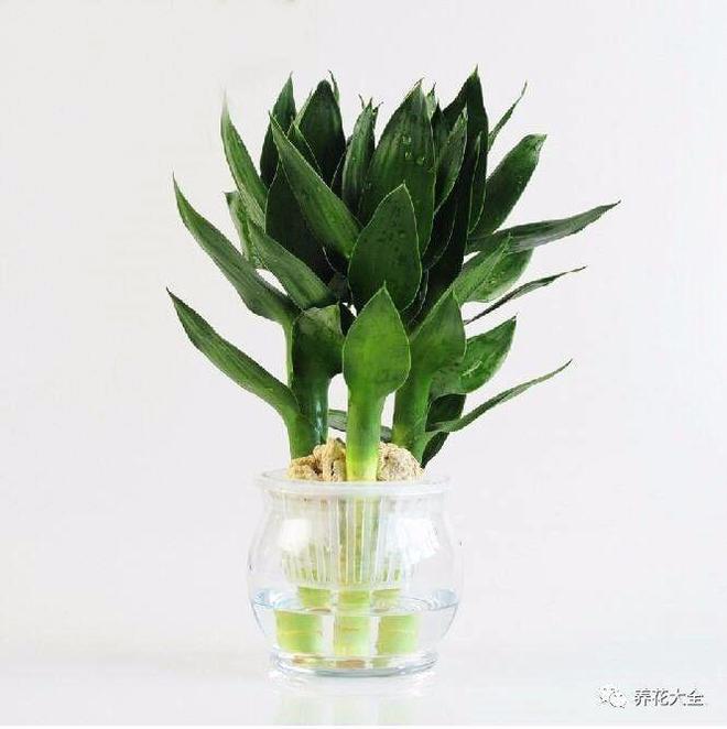 四季海棠的繁殖方法