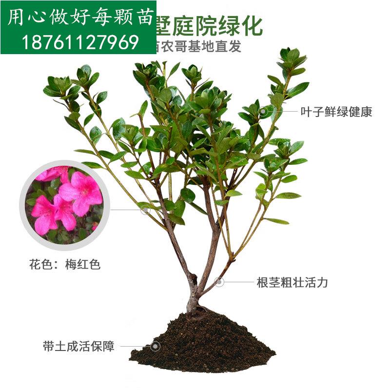 芦荟的扦插方法图片：详细步骤与技巧解析