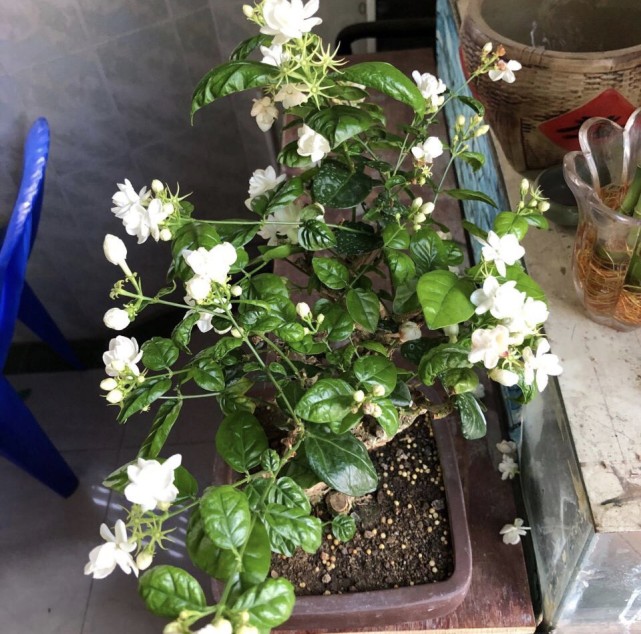 盐蝎子方法：高效植物养护新策略