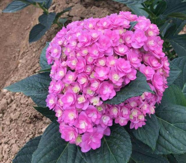 墨法师夏天扦插：繁殖技巧与注意事项