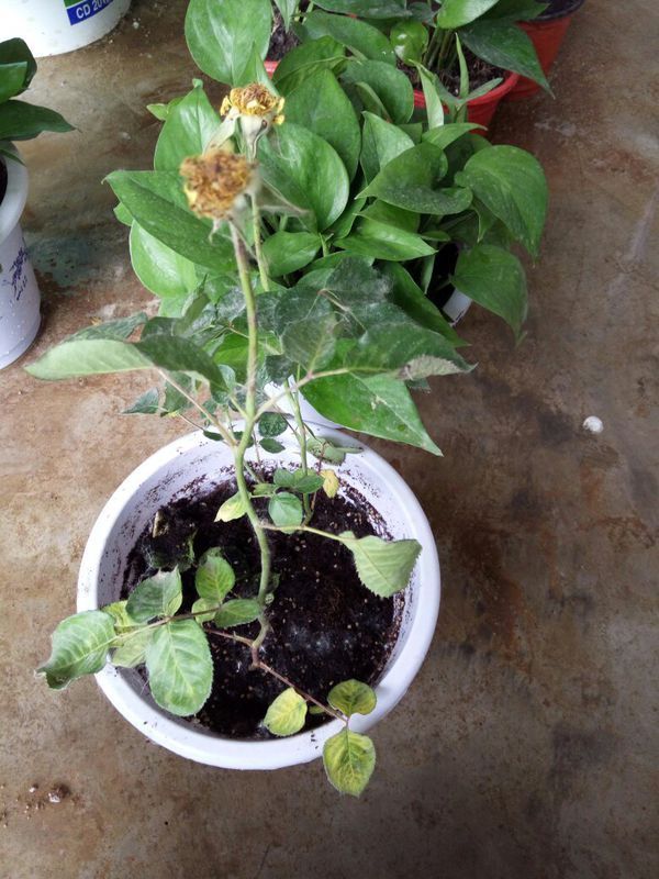 盆栽花卉名称：探索室内绿植之美