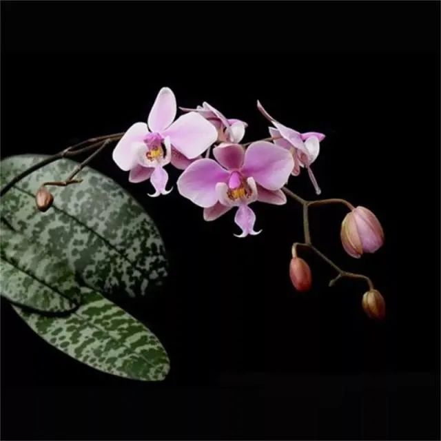 月季花盆栽的养殖方法
