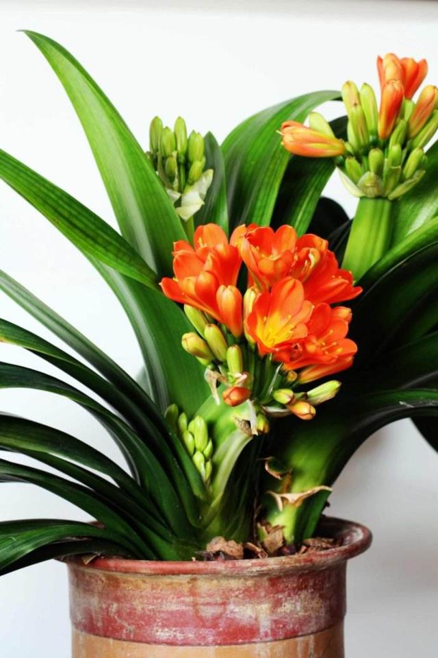 青菜种植方法：掌握要领，轻松种植绿色美食