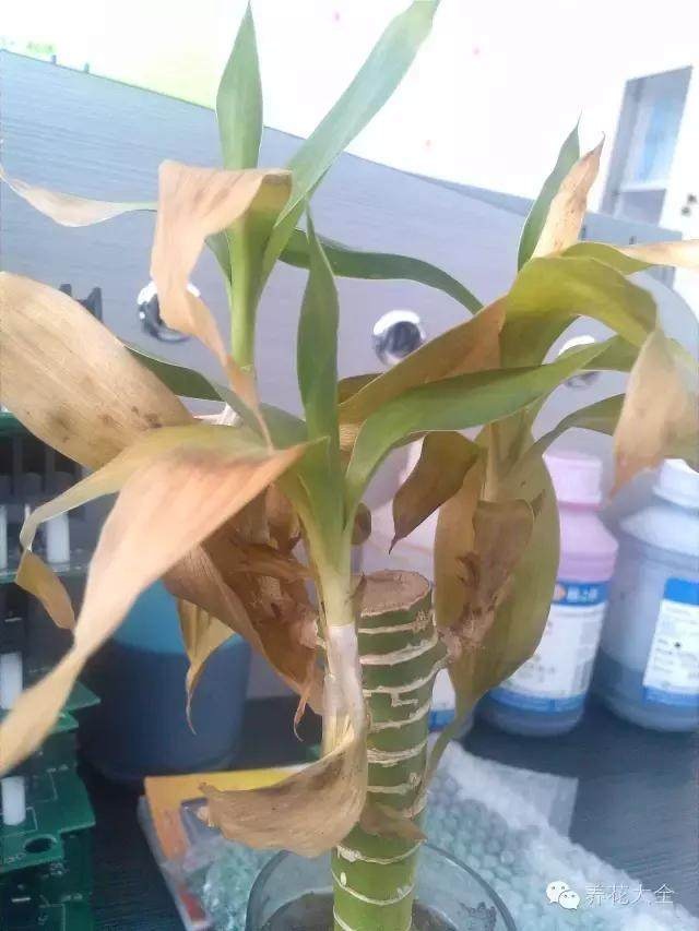 天竺葵插枝的繁殖方法