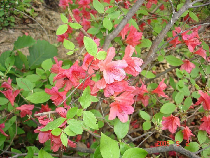 松茸种植方法：掌握关键技术，实现高效栽培