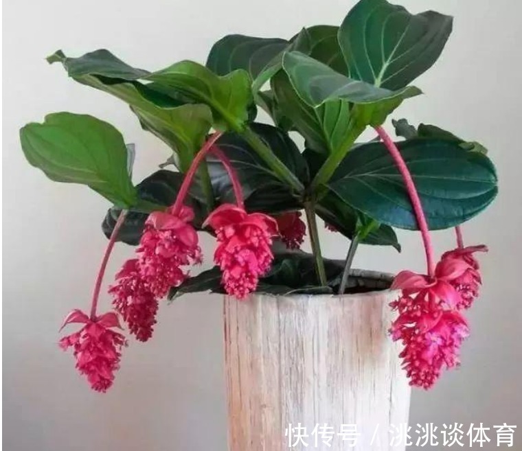 红钻花扦插视频：掌握繁殖技巧，轻松养出满园春色