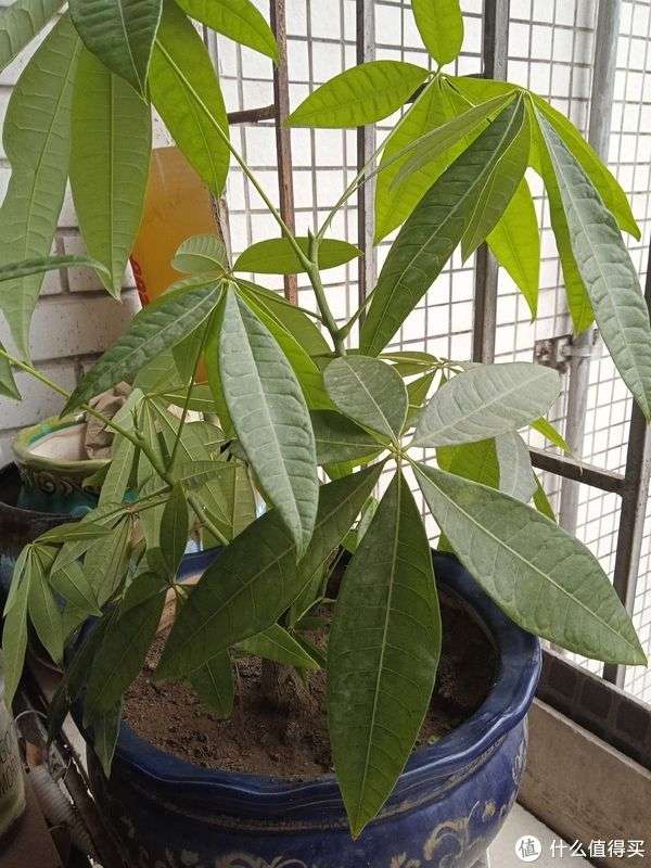 天竺葵什么时候扦插？掌握最佳时机，养出繁茂植株
