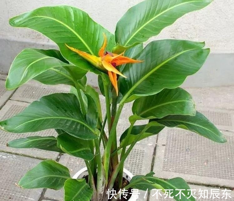 鹅掌柴扦插技术：繁殖新苗的实用指南