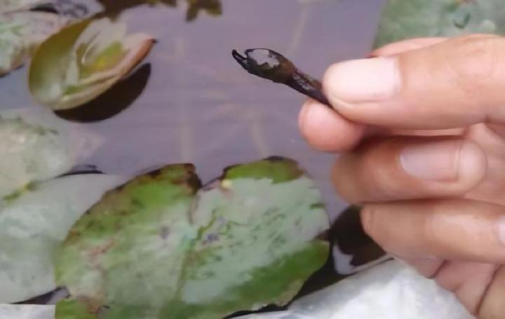碰碰香如何扦插 - 植物养殖园丁指南