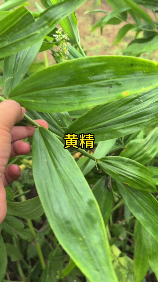蜜蜂换王方法：高效养殖的关键步骤