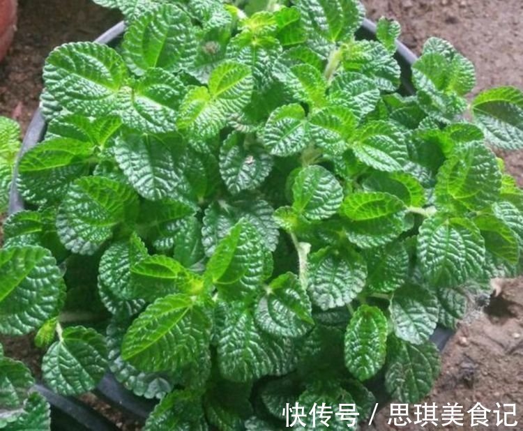 蟹爪兰的养护方法