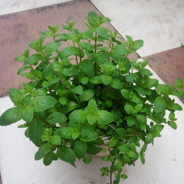 如何扦插薰衣草 - 植物养殖园丁指南