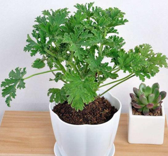 盆栽菊花用什么土？盆栽养护指南