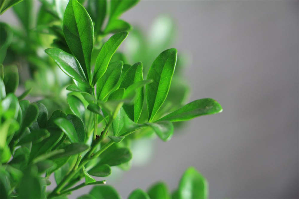 花生的种植方法：从选种到收获的全方位指南