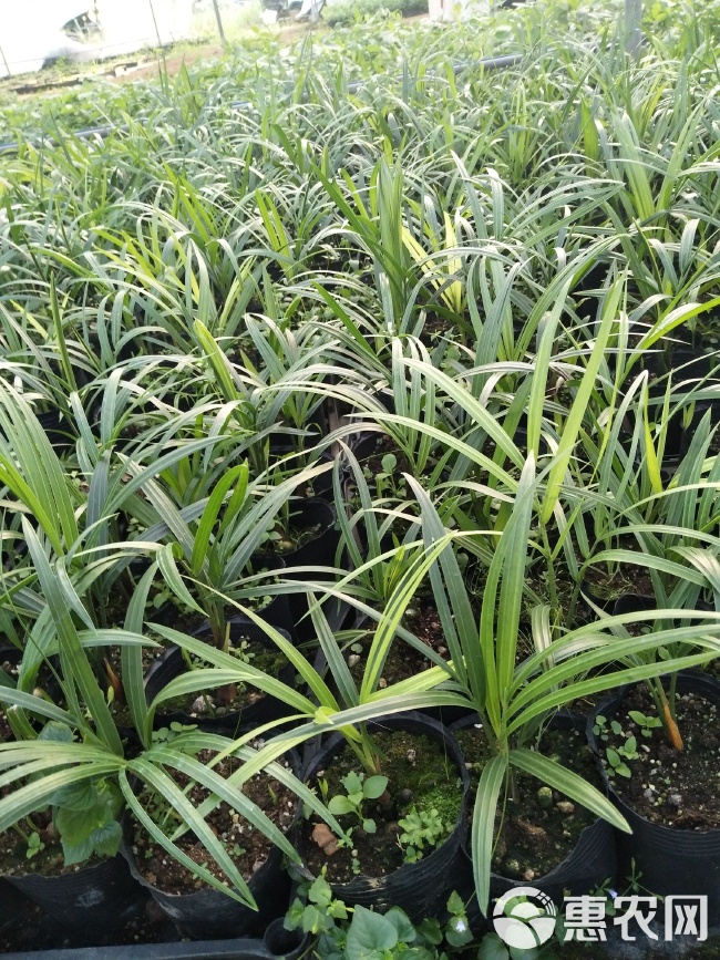 # 菠萝家庭种植方法:享受热带风味的小秘密 # 菠萝家庭种植方法:享受热带风味的小秘密