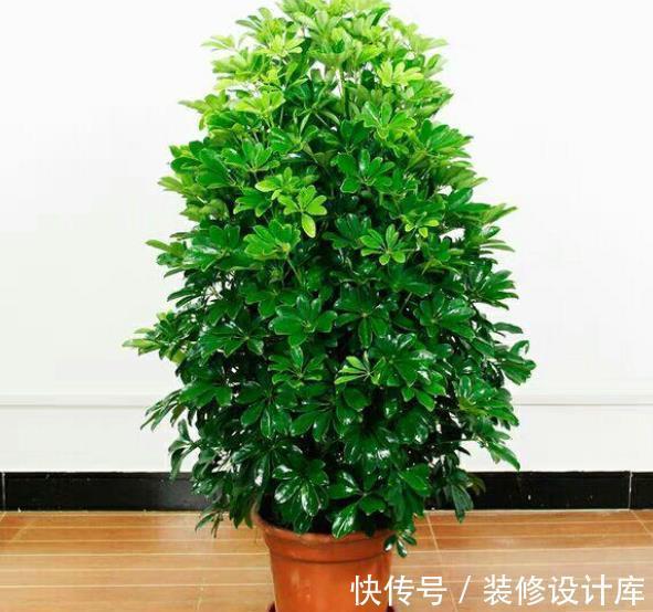 月季花盆栽的养殖方法