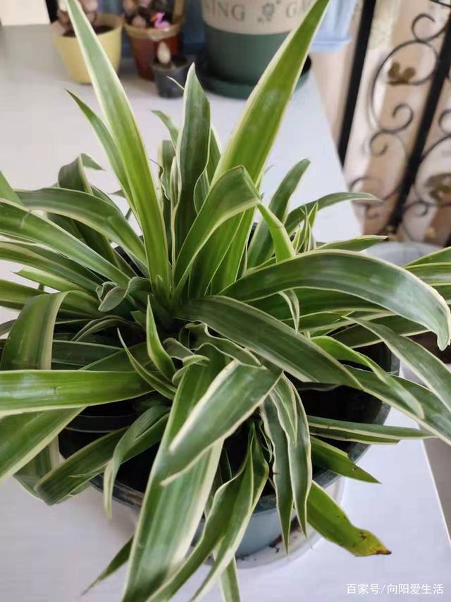 黑木耳种植方法：掌握关键步骤，收获丰硕成果